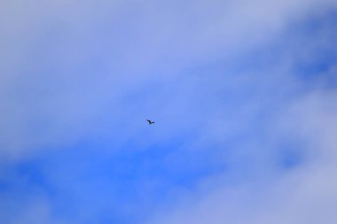 Mavi gökyüzünde uçan martı