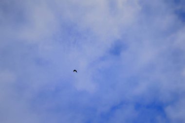 Mavi gökyüzünde uçan martı