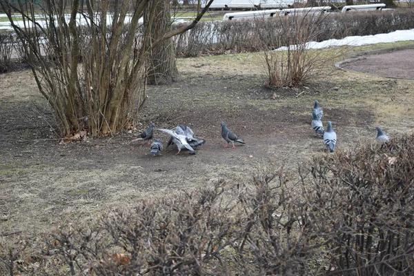 Tauben Park — Stockfoto