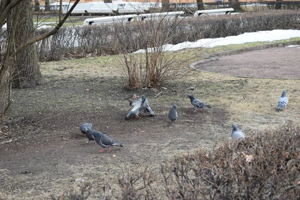 Pigeons Park — Stock Photo, Image