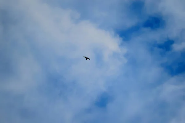 Möwe Fliegt Den Blauen Himmel — Stockfoto