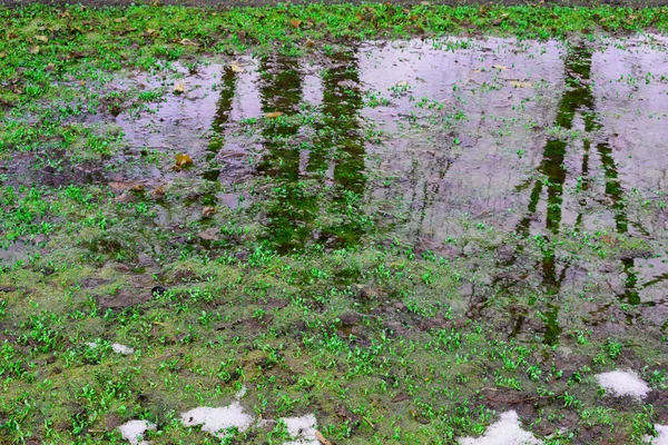 Grünes Gras Und Blumen — Stockfoto