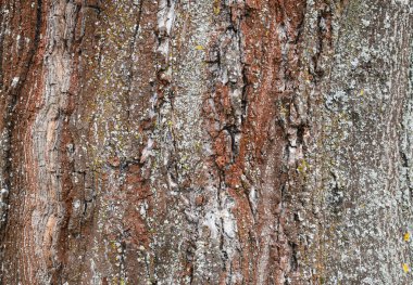 ağaç soyut kabuğu