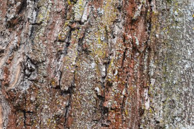 ağaç soyut kabuğu