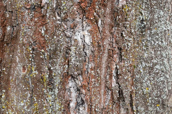 木の抽象樹皮 — ストック写真