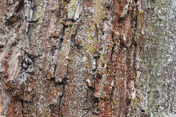 Écorce Abstraite Arbre — Photo