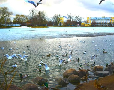 Sahilde martılar grubu