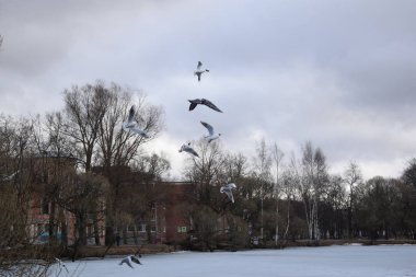 Sahilde martılar grubu