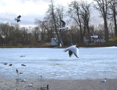 Sahilde martılar grubu