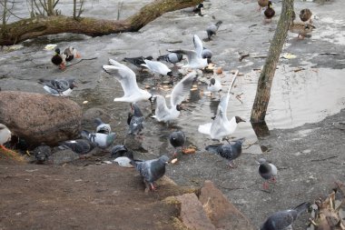 Sahilde martılar grubu