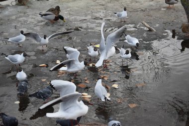 Sahilde martılar grubu