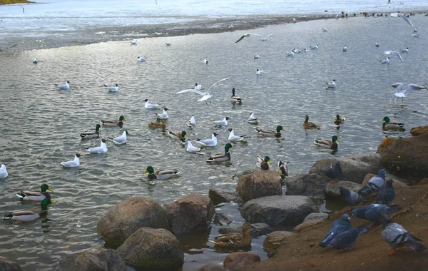 Sirályok Csoportja Strandon — Stock Fotó