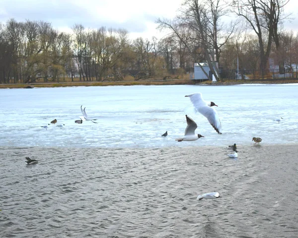 Grupa Mewy Plaży — Zdjęcie stockowe