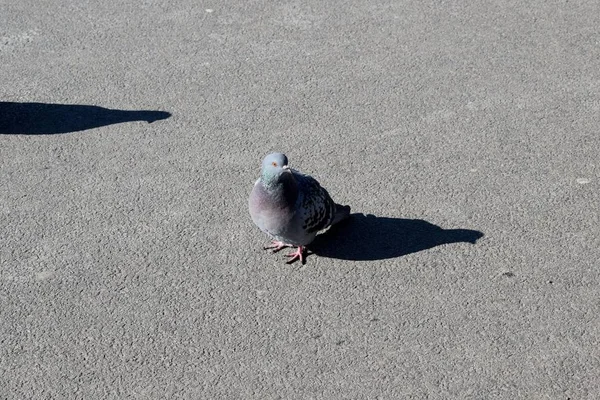 Pigeon Dans Rue Ville — Photo