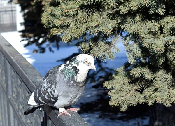 Pombo Parque — Fotografia de Stock