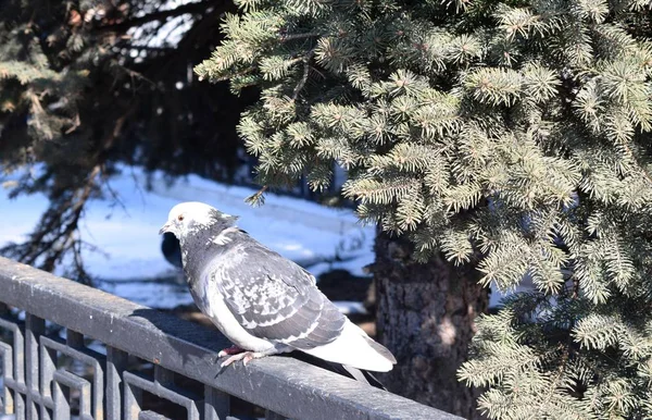 Pombo Parque — Fotografia de Stock