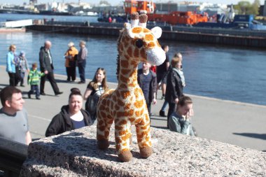 Zürafa annesini arıyor.