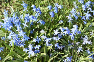 Bahçedeki mavi çiçekler