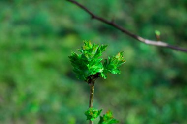 Baharda parkta ağaçlar