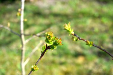 Baharda parkta ağaçlar