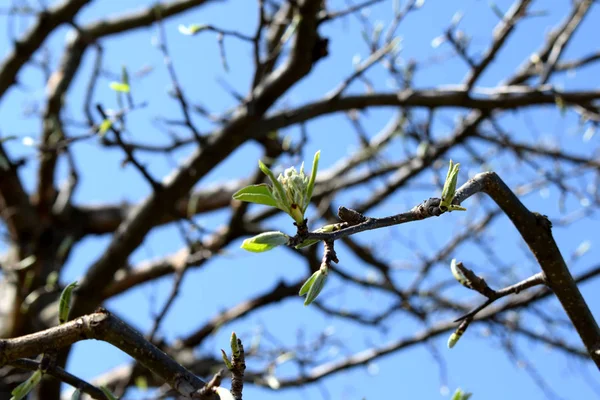 Alberi Nel Parco Primavera — Foto Stock