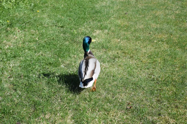 Bebek Rumput Taman — Stok Foto