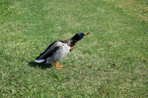 Parkta Çim Üzerinde Ördek — Stok fotoğraf