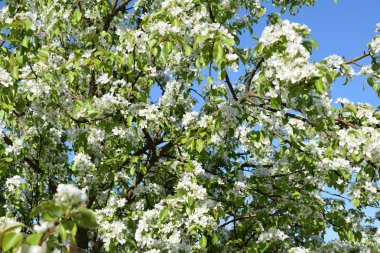 Mavi gökyüzüne karşı beyaz çiçekler, çiçek açan Apple otobüsü.