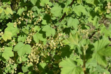 white flowers against the blue sky, flowering bushes