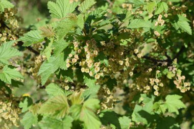 white flowers against the blue sky, flowering bushes