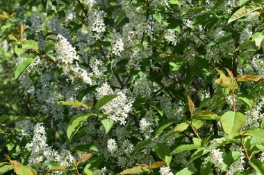 white flowers against the blue sky, flowering bushes