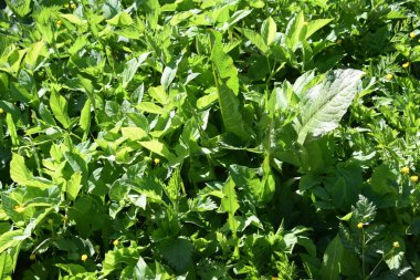 Bitkilerin kıştan sonra uyanması, bahar çiçekleri.