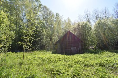 Bitkilerin kıştan sonra uyanması, bahar çiçekleri.