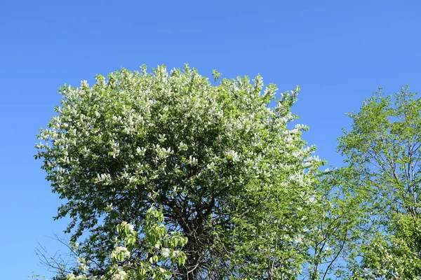 Білі Квіти Проти Блакитного Неба Квітучі Кущі Яблук — стокове фото