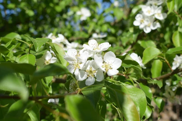 Vita Blommor Mot Den Blå Himlen Blommande Apple Buss — Stockfoto
