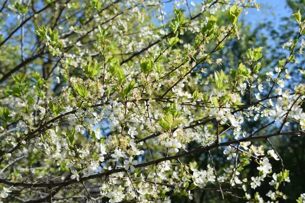 Білі Квіти Проти Блакитного Неба Квітучі Кущі Яблук — стокове фото