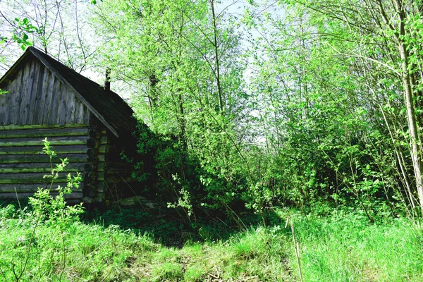 Antigua Casa Madera Abandonada Bosque —  Fotos de Stock