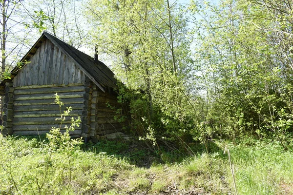 Старый Заброшенный Деревянный Дом Лесу — стоковое фото