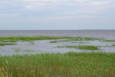 deniz kıyısı ve çim ile manzara