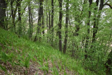  ormanda ağaçlar, ağaç gövdesi üzerinde yosun