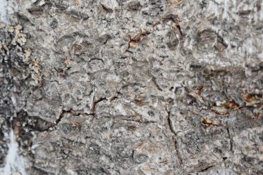 soyut eski huş kabuğu arka plan