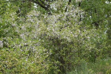 white flowers against the blue sky, flowering bushes