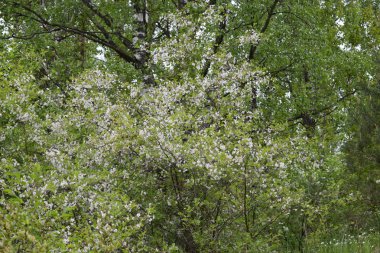 Çiçek açan ağaç, bahar günü, çiçek açan.