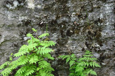 eski sıvalı duvarların arka plan