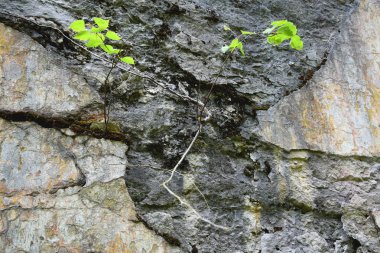 eski sıvalı duvarların arka plan