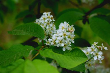 Çiçek açan bir kuş kirazının dalı