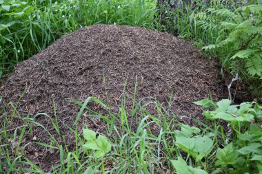 bir ağacın altında ormanda karınca yığını