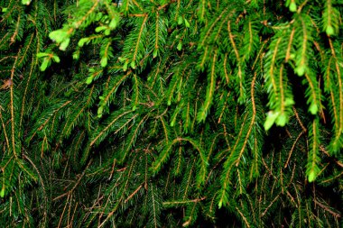 çam iğneleri ve genç tomurcukları ile kaplı köknar ağacı dalları