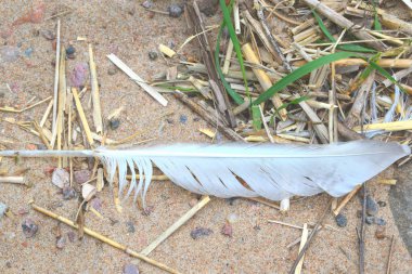 kuş tüyü yere düştü