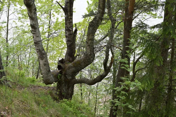 Arbres Dans Forêt Mousse Sur Tronc Arbre — Photo